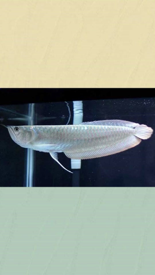 抖音银龙鱼=fishing life银龙鱼