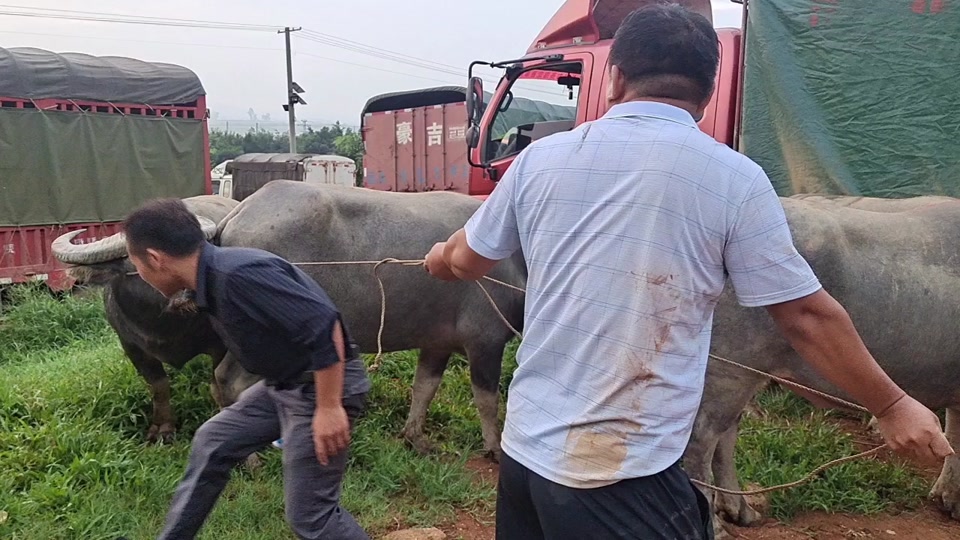 水牛哥开小卖部