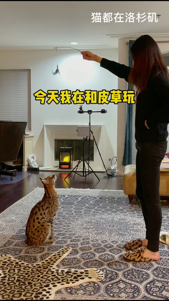 猫与豹老司姬流苏