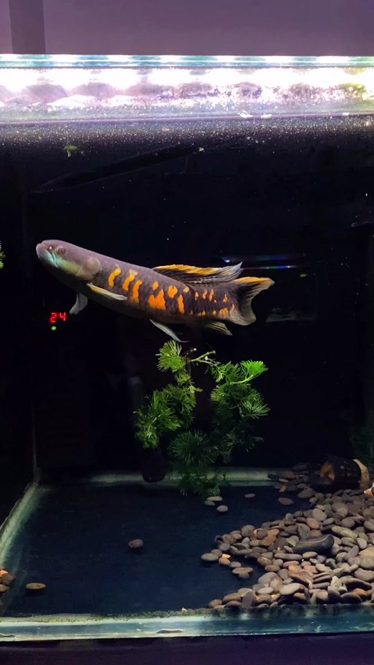 七彩牙鱼vs七彩雷龙 - 抖音