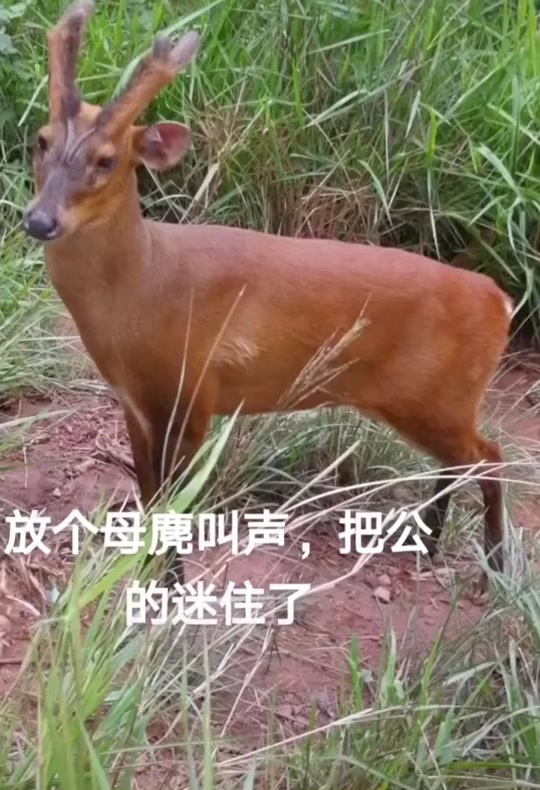 黄麂母引公叫声