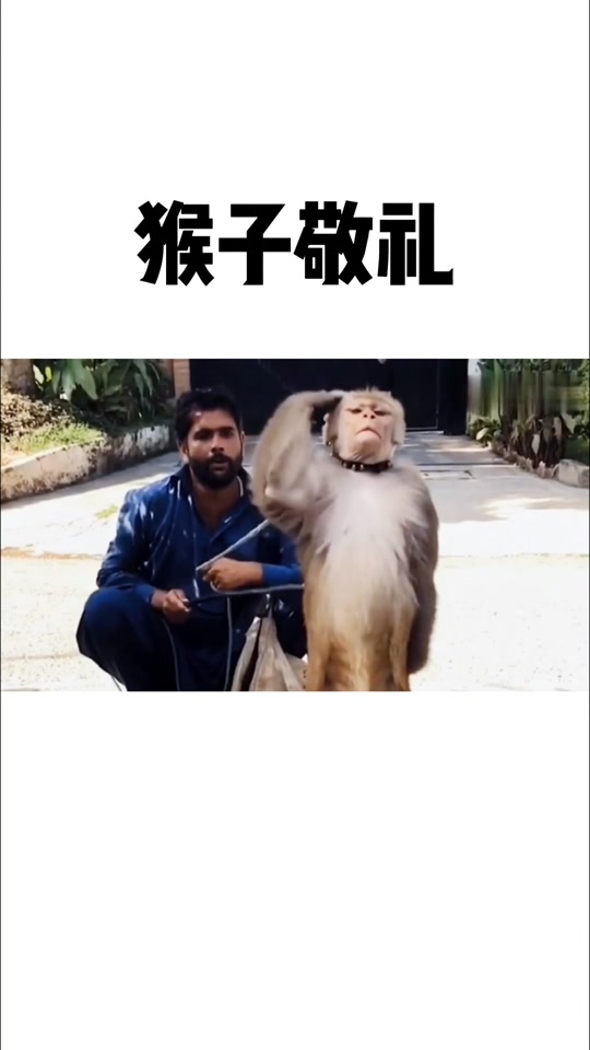猴子向孙悟空敬礼_敬礼的猴子表情包
