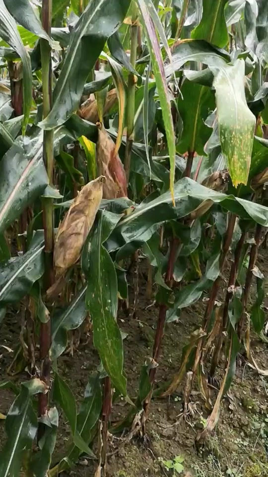 翔玉168玉米品种特征特性介绍一下_翔玉368怎么样