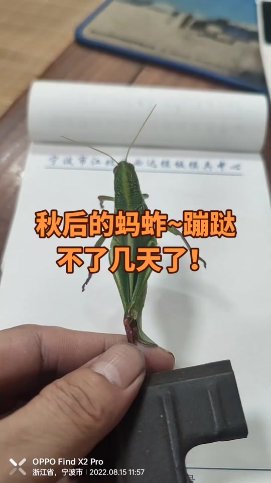 包含蹦哒网络上是什么意思的词条
