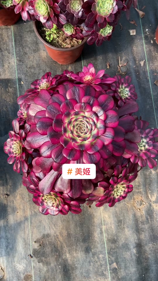 美姬法师状态图