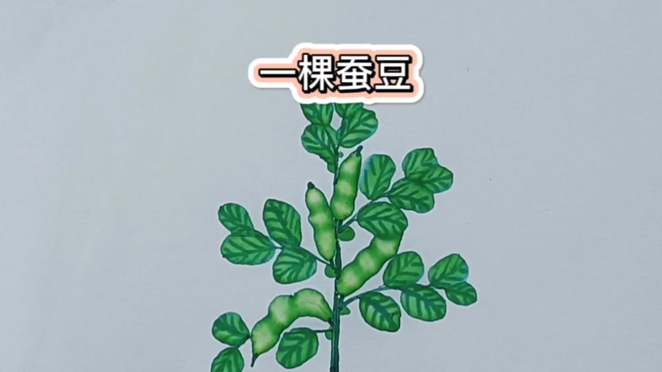 胡豆简笔画简单又好看