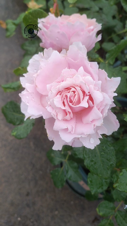 索菲罗莎月季花的优缺点 - 抖音