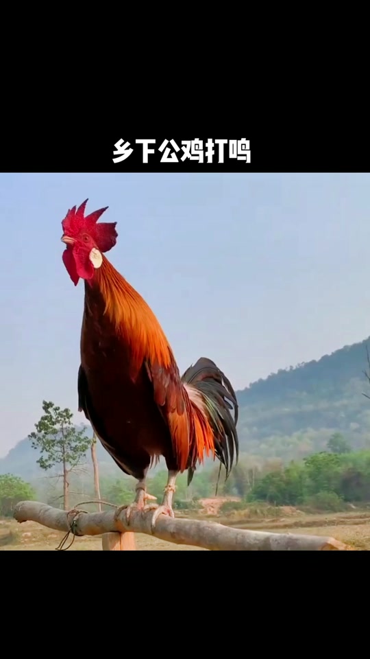 红头鸡的叫声