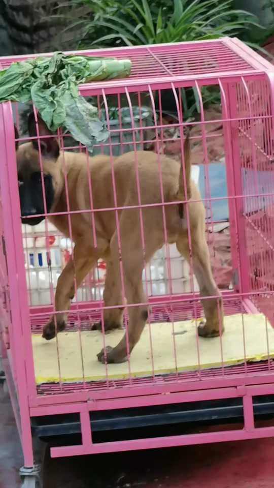 托尼马犬父亲是谁 - 抖音