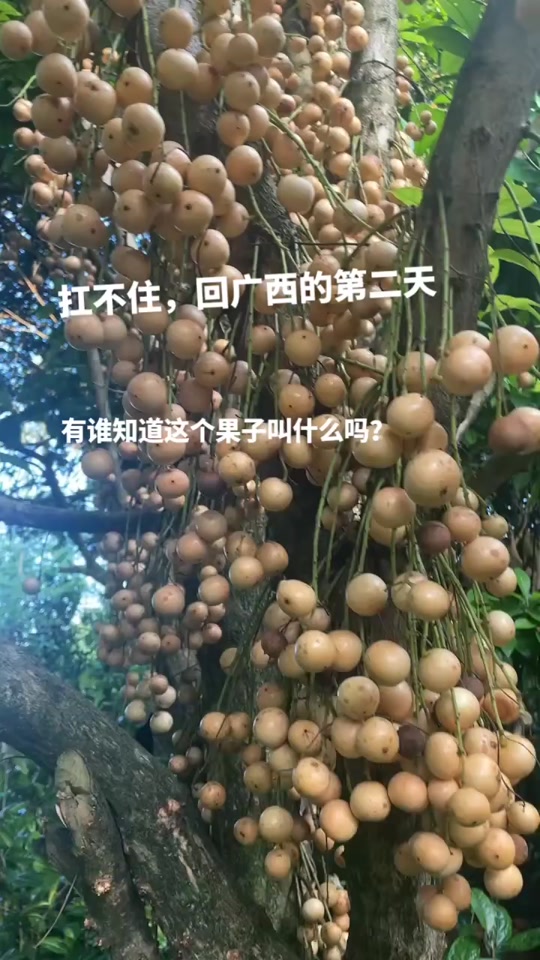 木赖子果有何作用_木赖是什么意思