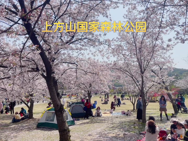 上方山国家森林公园樱花在哪 - 抖音