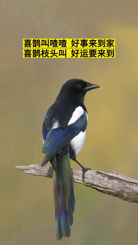 喜喜欢欢鸟的叫声寻甸_喜喜欢欢鸟的叫声?