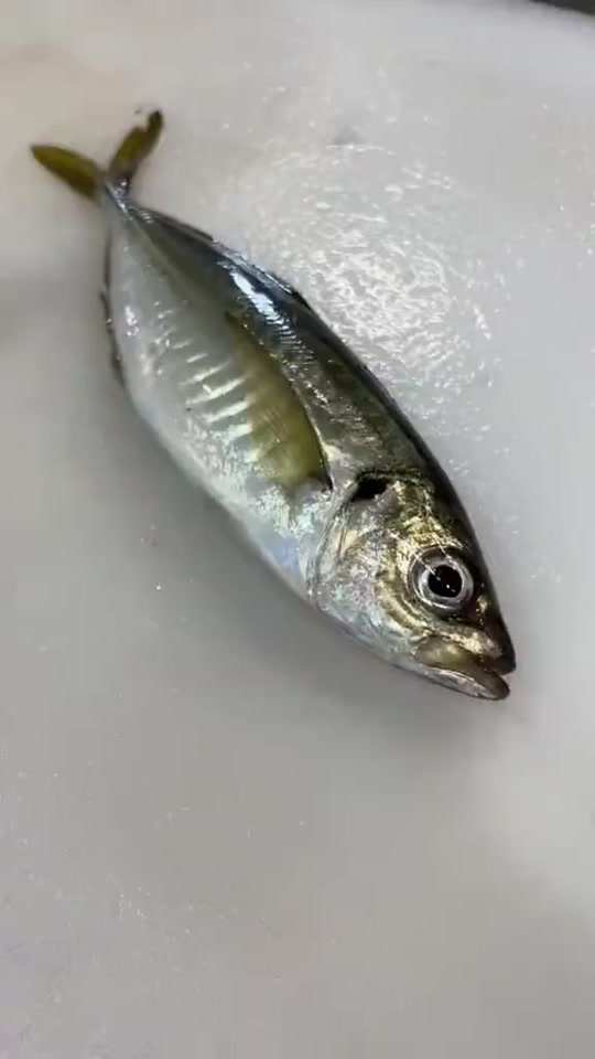 小竹荚鱼刺身