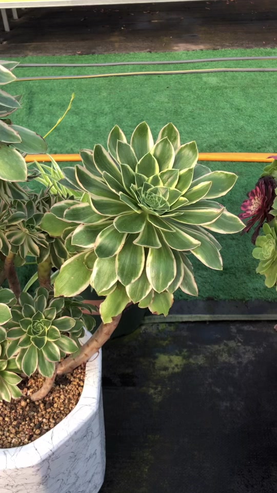 美姬法师状态图