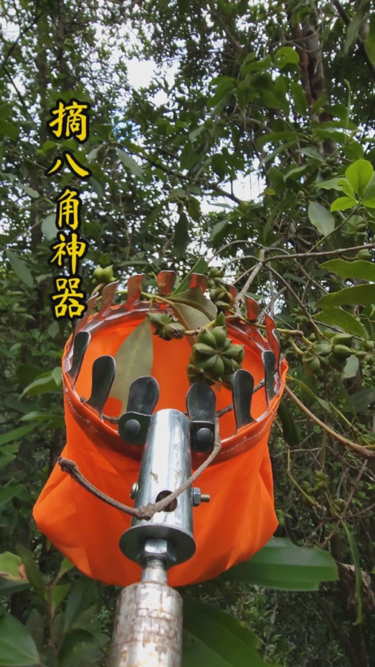 爬树摘八角工具