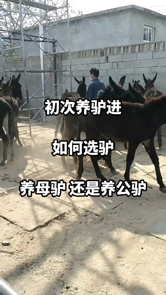 一头绿毛驴好词好句摘抄
