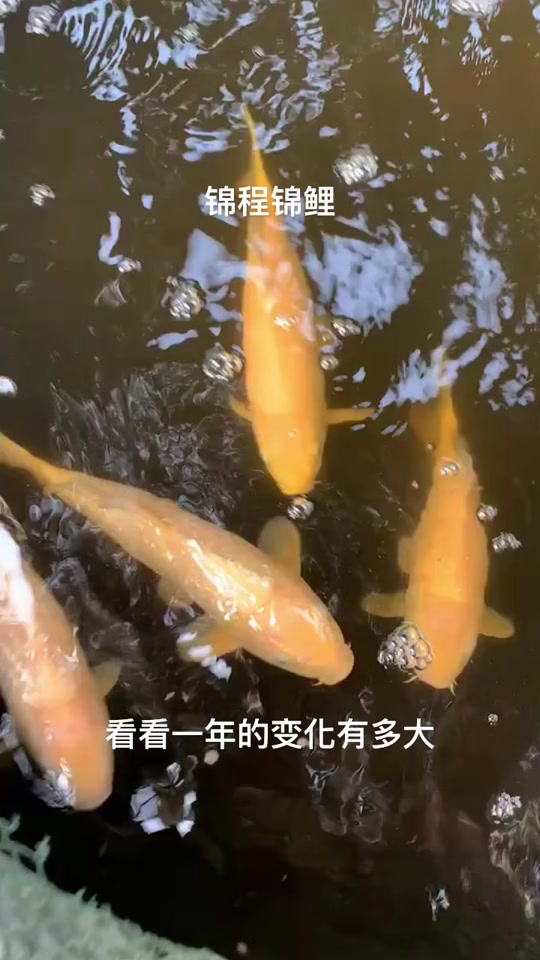 锦鲤生长速度_锦鲤生长速度1年多大_锦鲤生长速度对照表 - 抖音