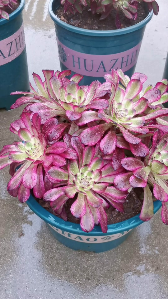 美姬法师状态图