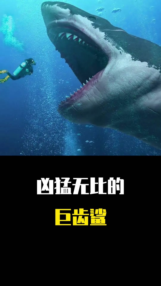 星曜和巨齿鲨对比 - 抖音