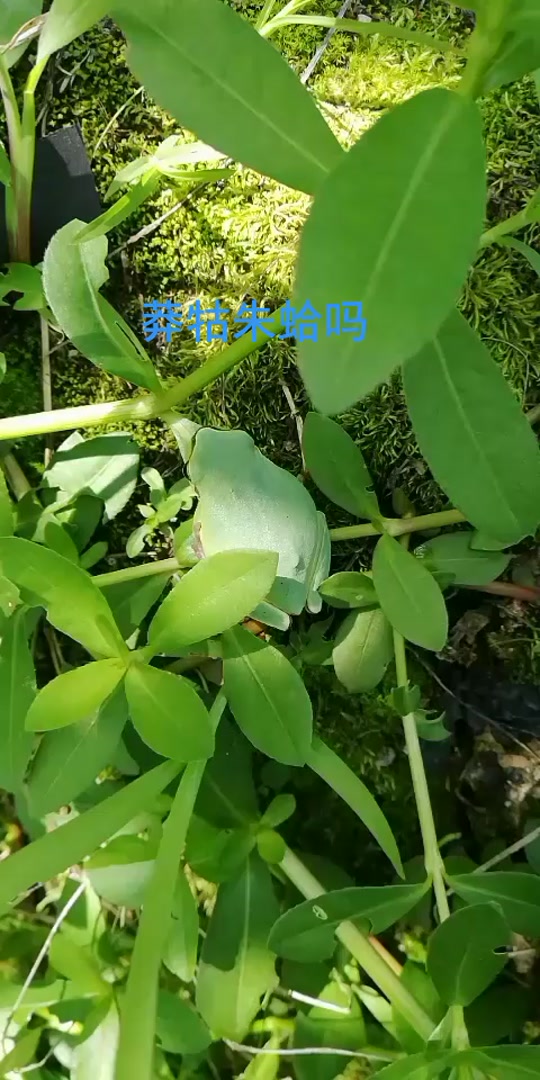 天龙八部莽牯朱蛤刷新
