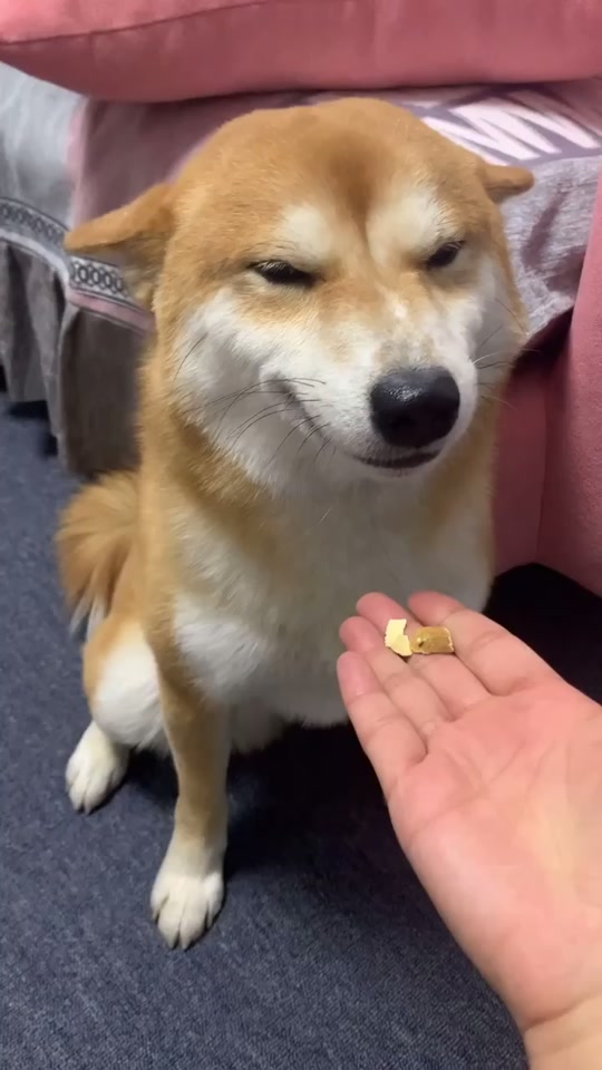 黑狗眯眼表情包