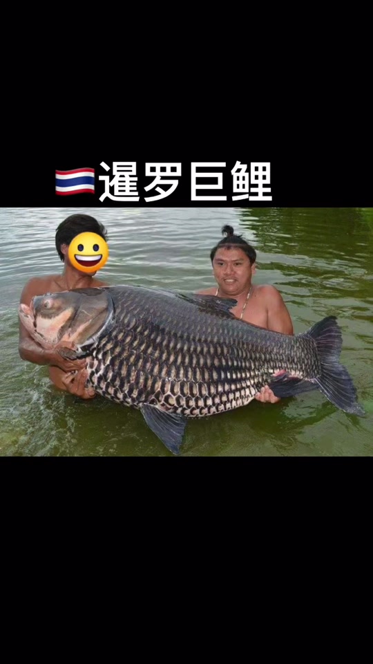 暹罗鲤中国可以养吗