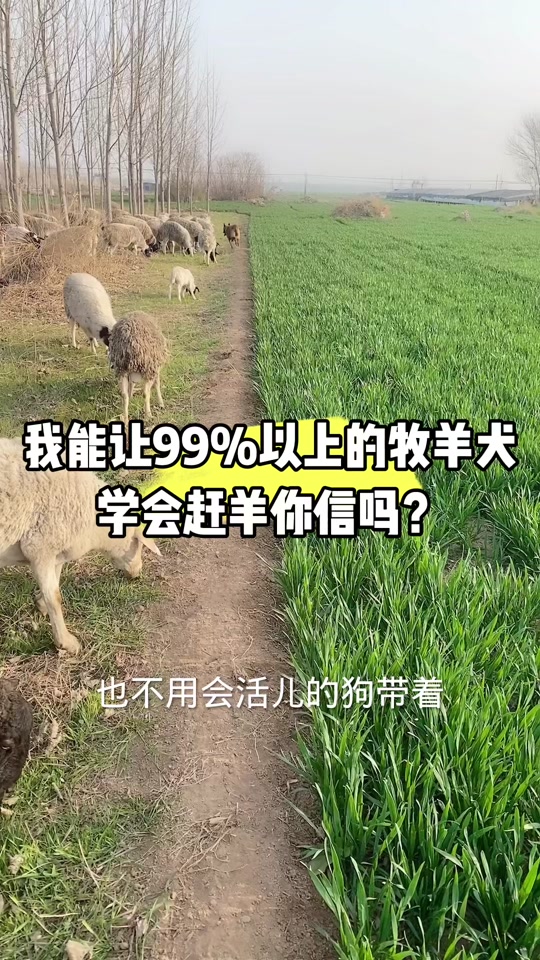 有什么方法可以让羊一动不动 - 抖音
