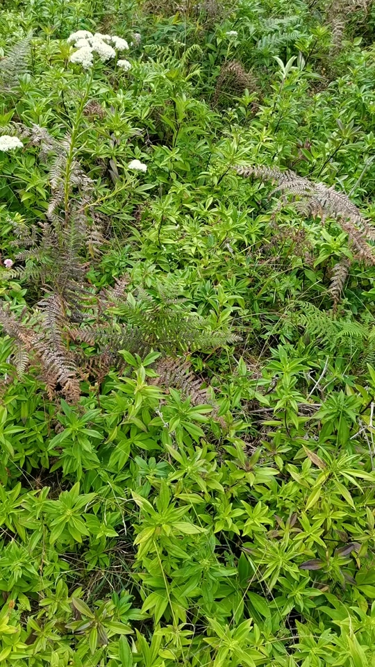 龙胆草种植:有的人问我龙胆草长什么样 这就是龙胆草了