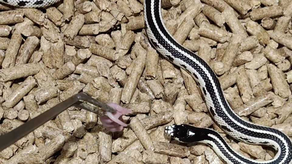 贪吃蛇美食大作战 - 抖音