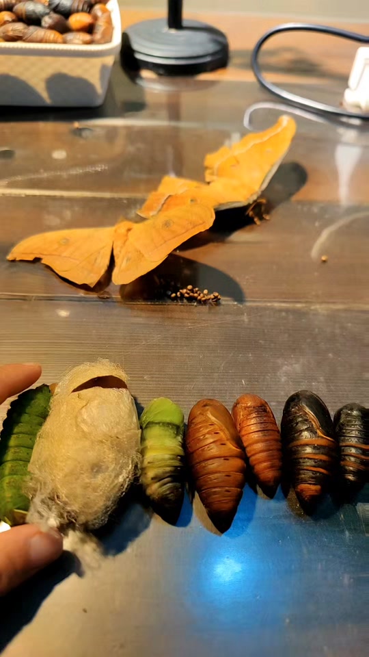 蚕蛹是什么的幼虫_蚕蛹长大会变成什么_东北大蚕蛹是什么虫 - 抖音