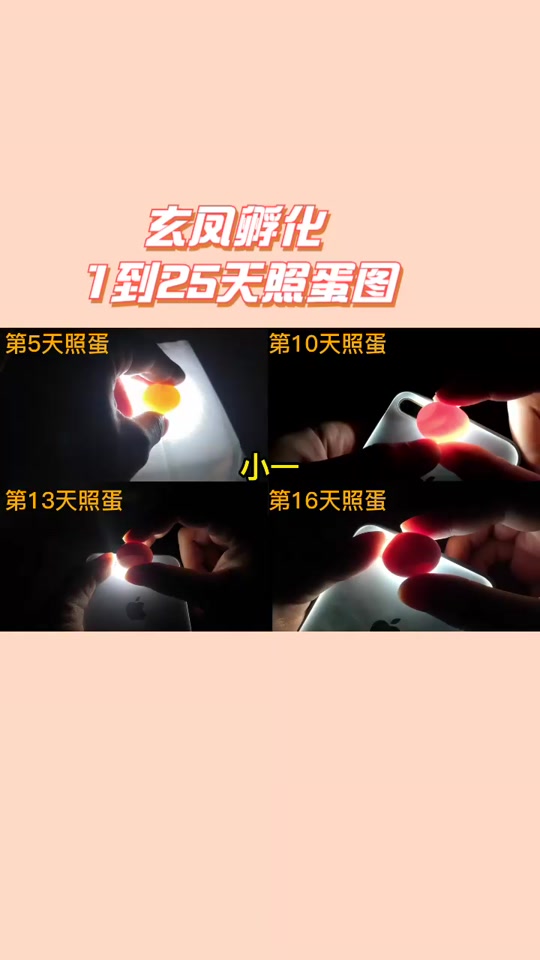 玄凤鹦鹉蛋1-21天变化图_玄凤鹦鹉蛋1到18天照蛋图_玄凤鹦鹉蛋发育图