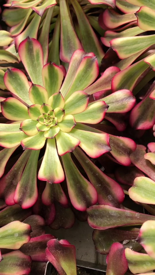 美姬法师状态图