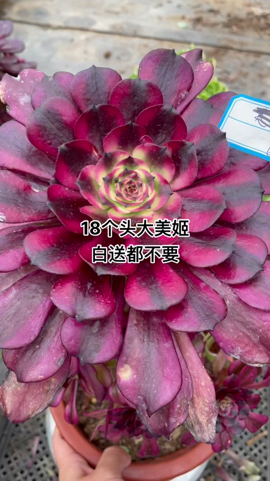 美姬法师状态图