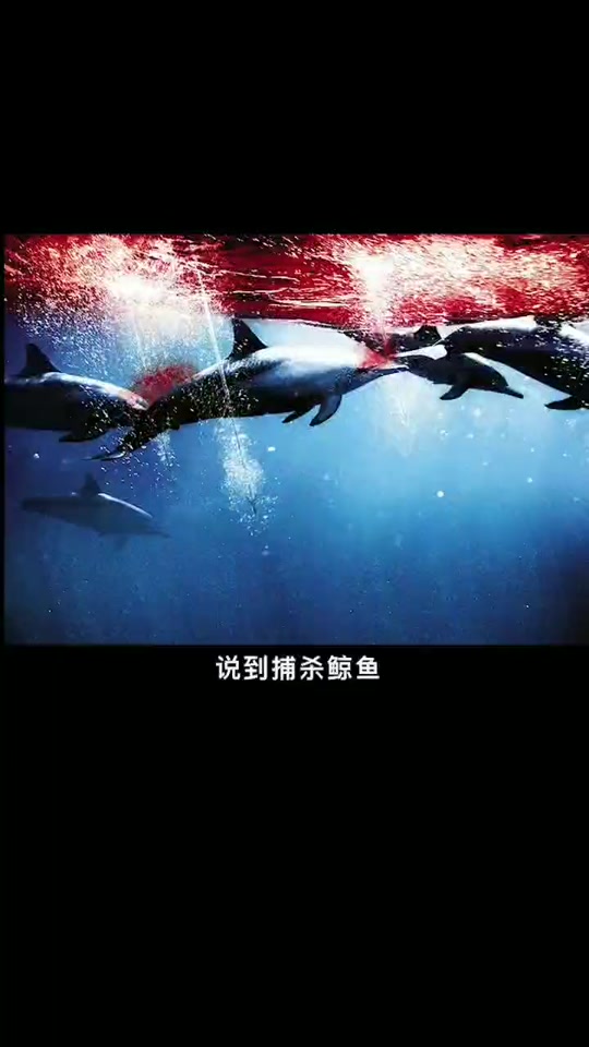 鲸鱼日本海豚湾