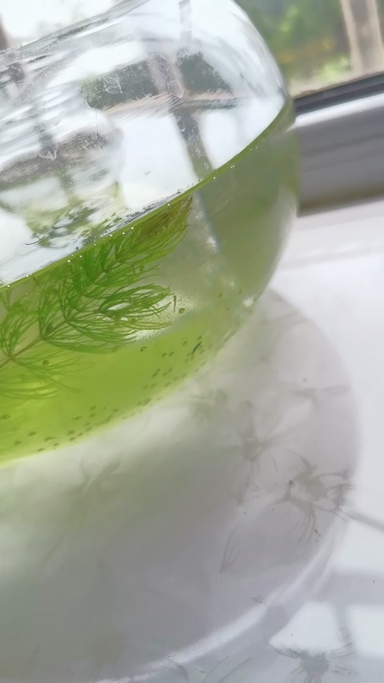 草金卵是什么样子