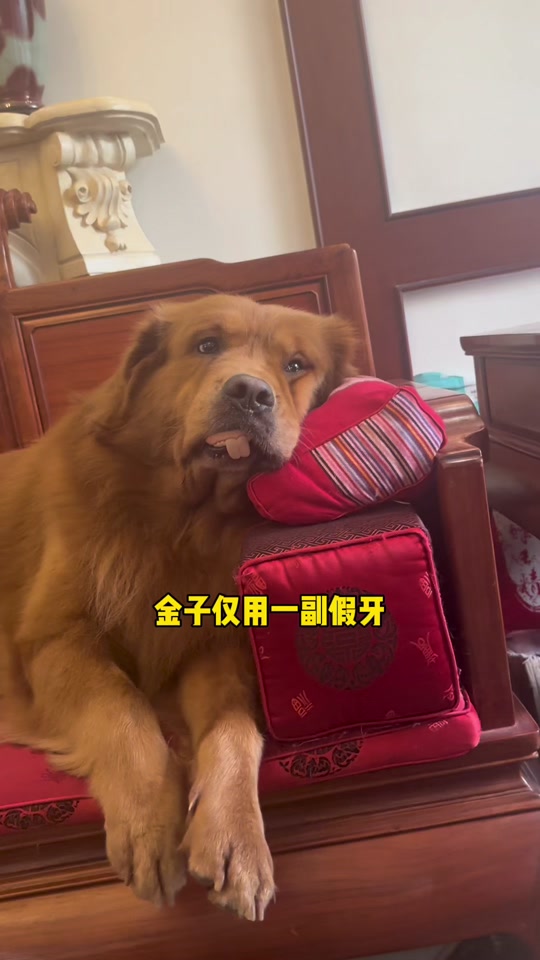 银子和王子是什么品种的狗 - 抖音