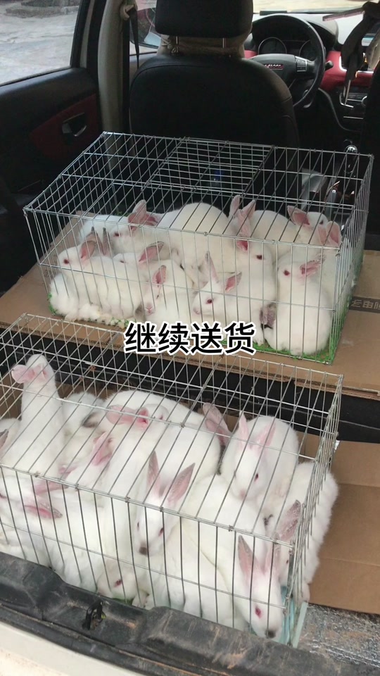 兔苗批发10元一只
