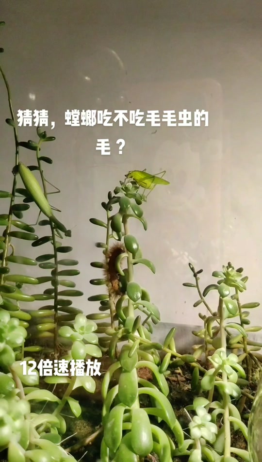 胜哥吃毛毛虫_不吃白瞎了嘎嘣脆胜哥吃毛毛虫_快手你胜哥吃毛毛虫