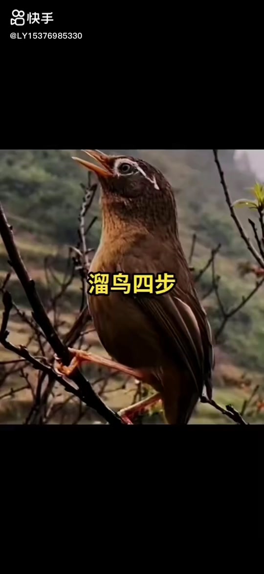 ktv里的遛鸟游戏_遛鸟游戏怎么玩