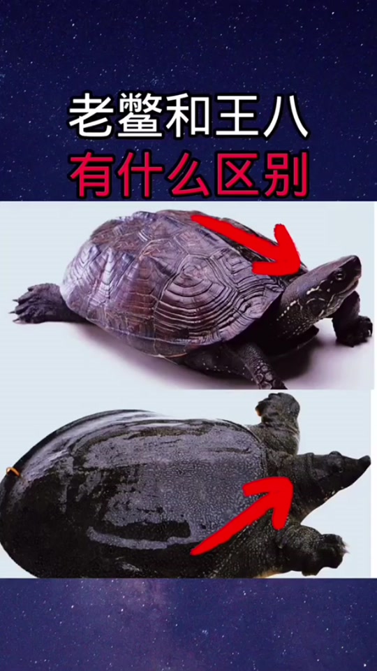 鳖与甲鱼的区别_沙鳖和甲鱼谁更营养_鳖与甲鱼的营养区别 - 抖音
