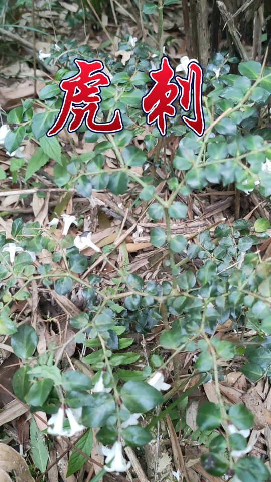 绣花针草药全图