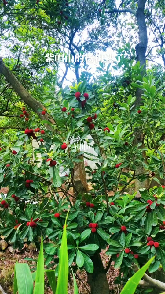 福建紫帽山杨梅几月份熟 - 抖音