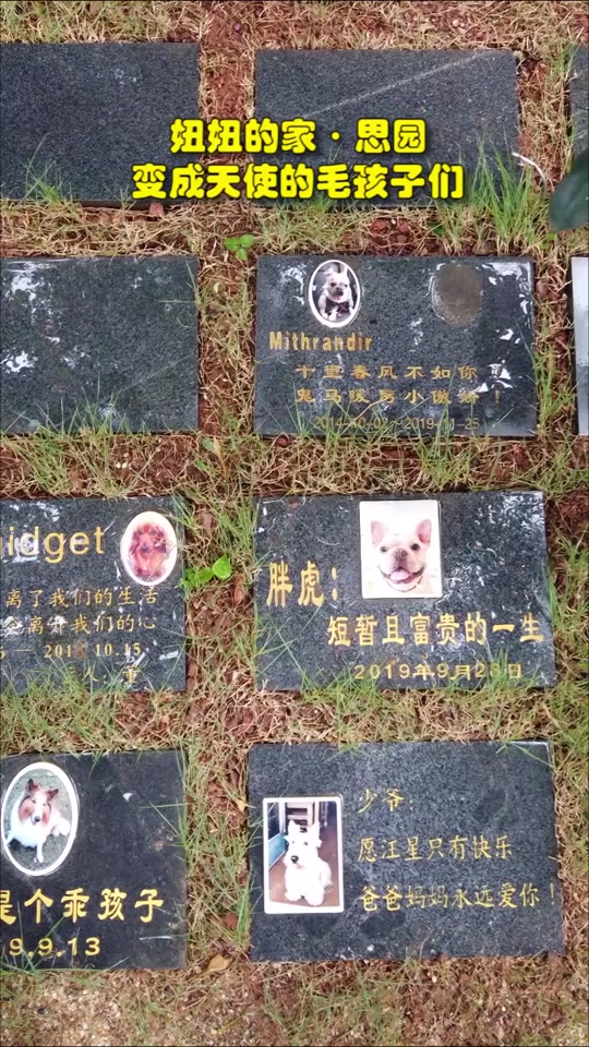 狗狗们的墓碑上都放了小木棍
