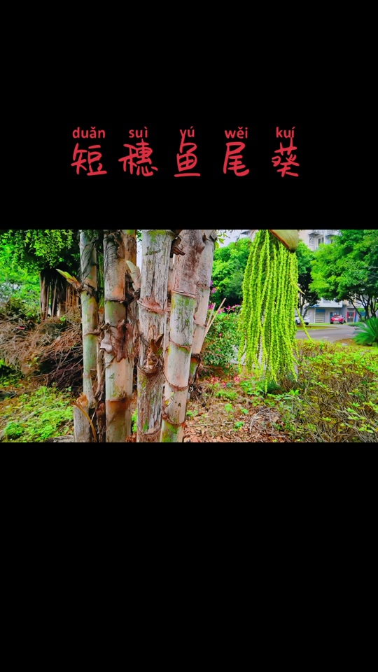 短穗鱼尾葵_短穗鱼尾葵果实能吃吗_短穗鱼尾葵功效与作用 - 抖音