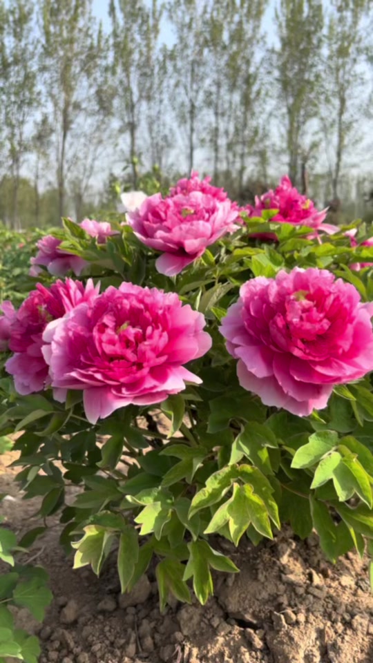 牡丹迎日红和映日红是一个品种吗 - 抖音