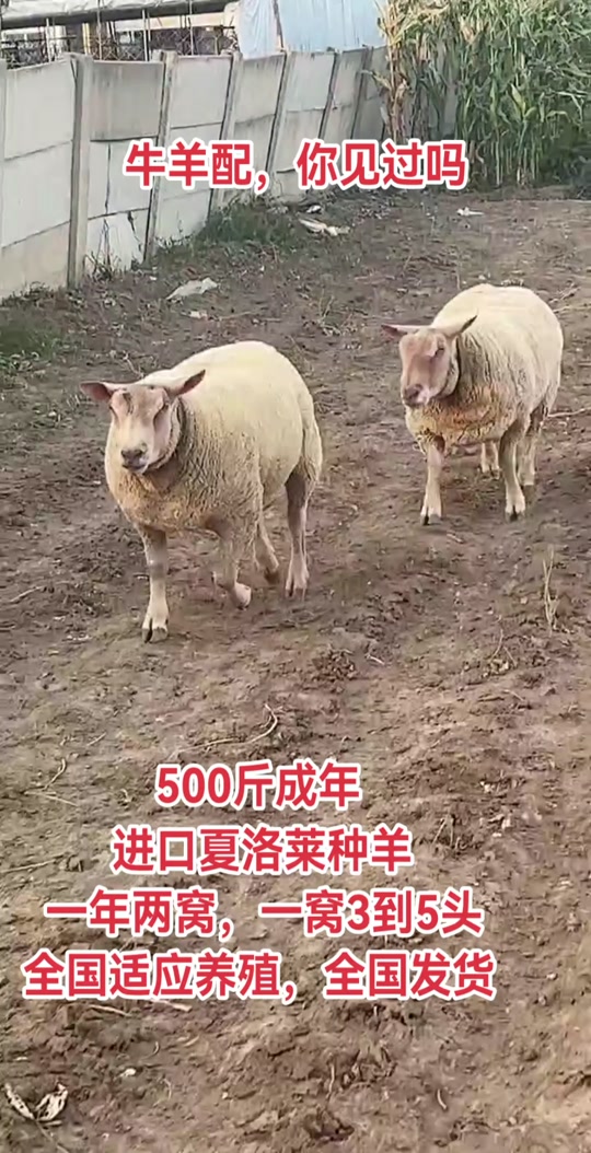 嘉奔孵化养殖基地:德克赛尔种羊#夏洛莱种羊