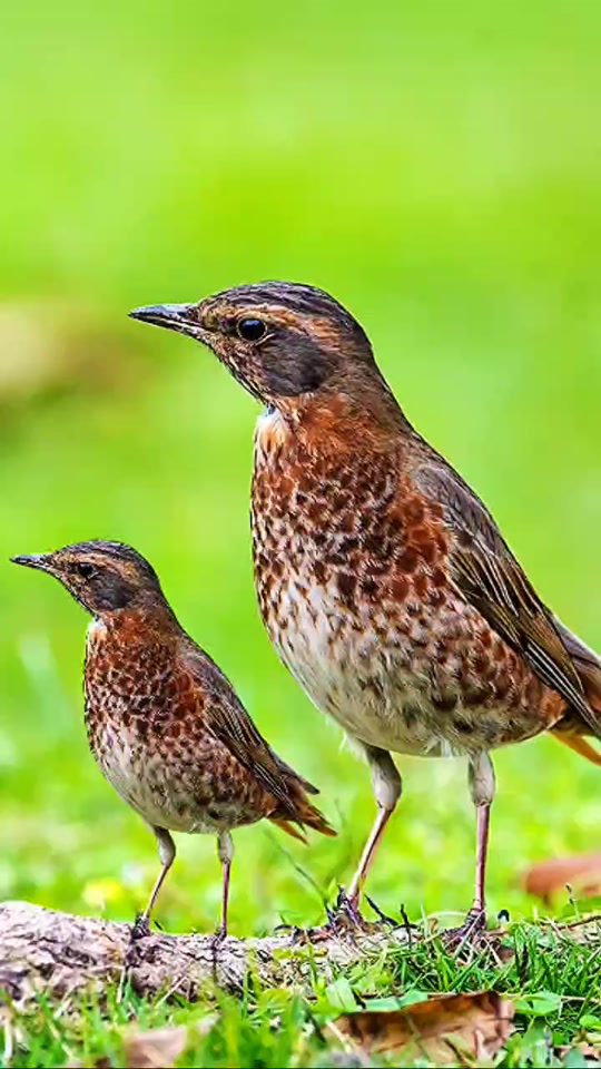 野鸡叫同伴过来的叫声_野鸡叫唤同伴的声音_野公鸡叫声同伴的声音