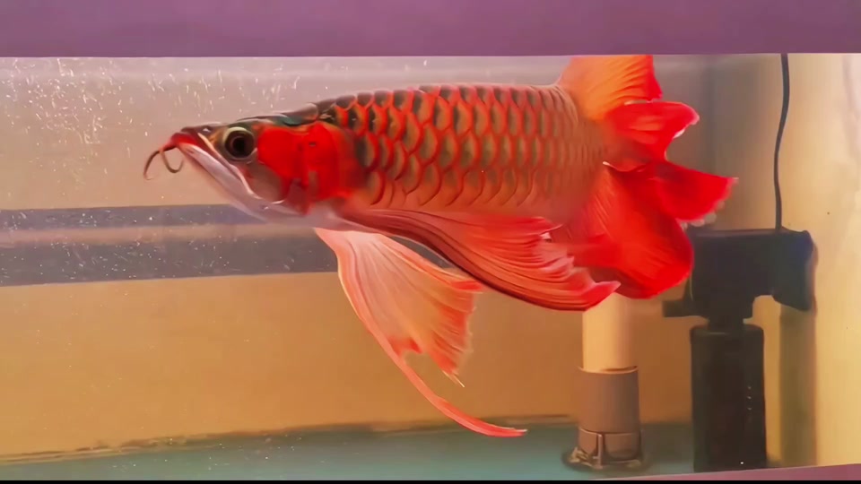 凤凰红龙鱼 - 抖音