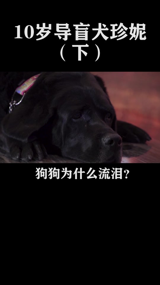 导盲犬离家出国留学