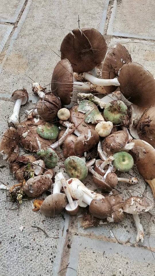鸭蛋菌是什么菌_一种像蛋的菌类